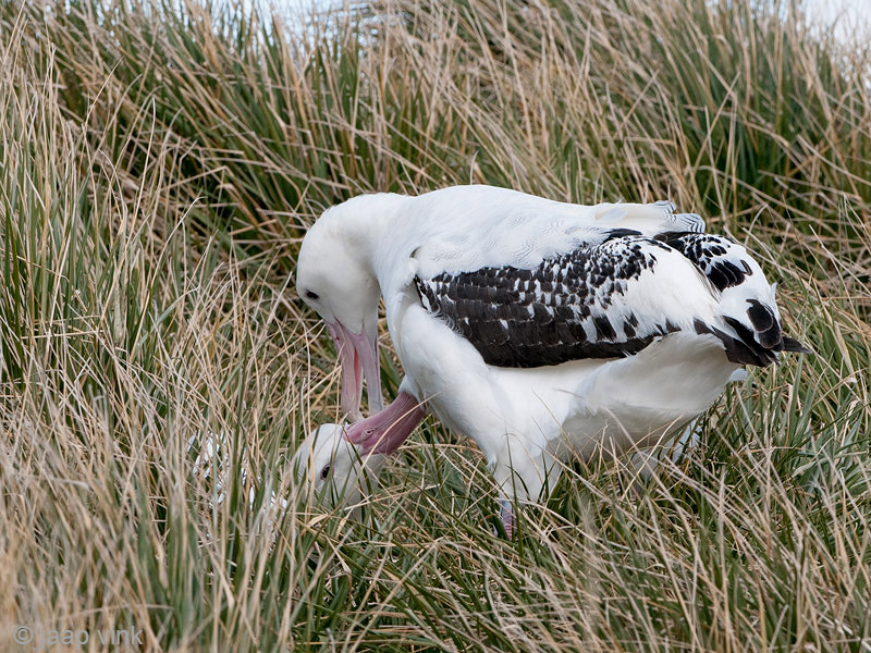 Wandering Albatross - Grote Albatros - Diomedea exulans