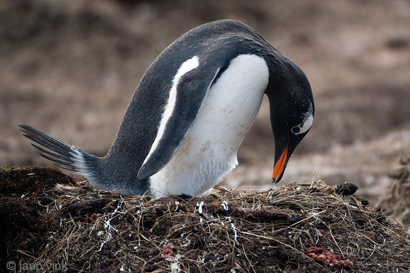 Gentoo Penguin - Ezelspingun - Pygoscelis papua