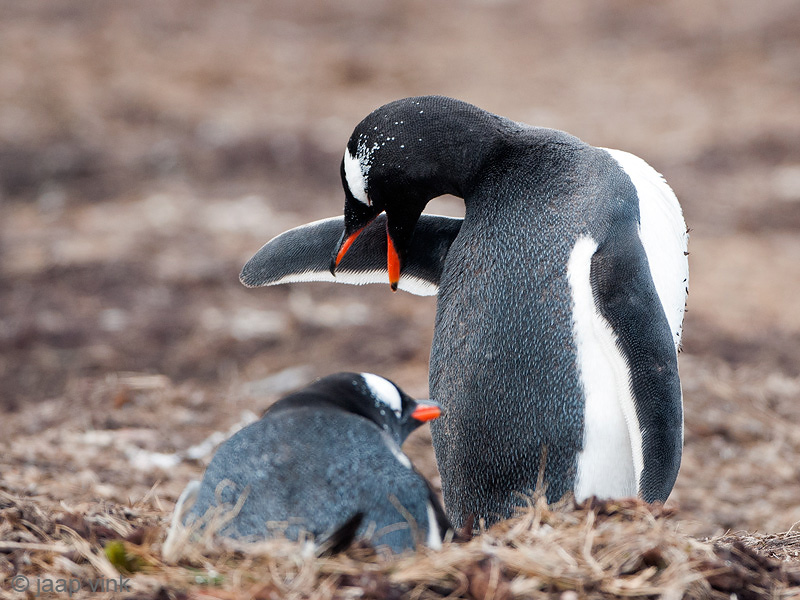 Gentoo Penguin - Ezelspingun - Pygoscelis papua
