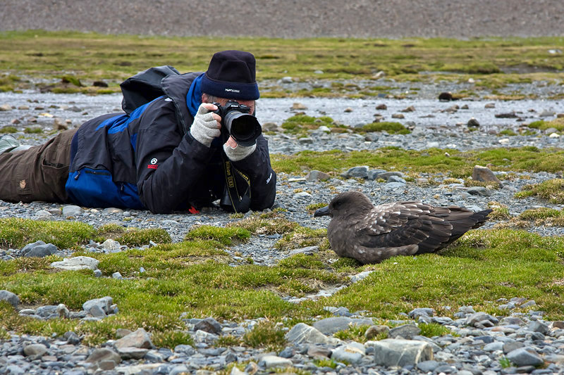 Brown Skua - Bruine Jager - Stercorarius lonnbergi