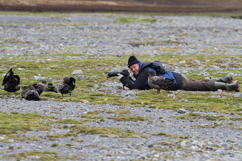 Brown Skua - Bruine Jager - Stercorarius lonnbergi