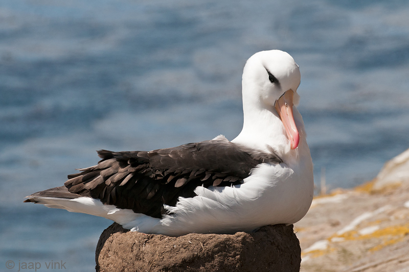 Black-browed Albatross - Wenkbrauwalbatros - Thalassarche melanophris