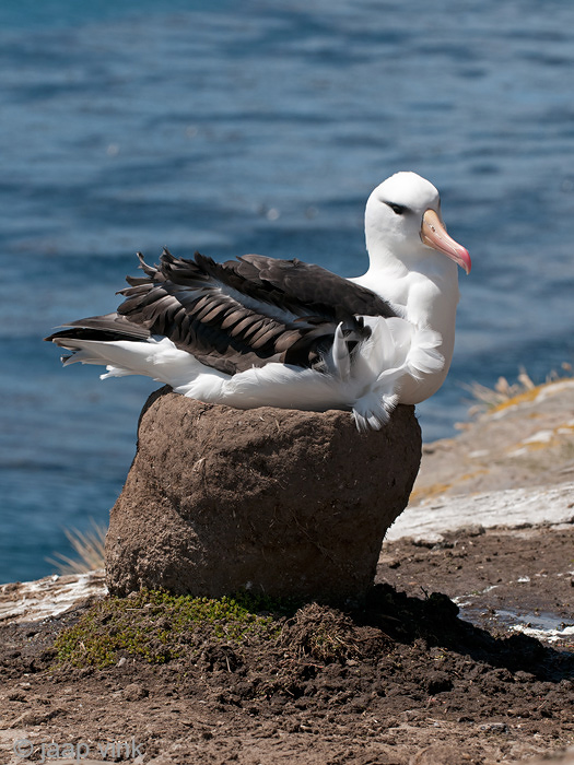 Black-browed Albatross - Wenkbrauwalbatros - Thalassarche melanophris