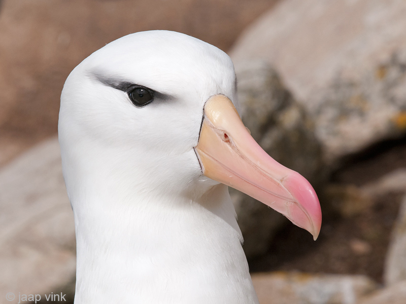 Black-browed Albatross - Wenkbrauwalbatros - Thalassarche melanophris