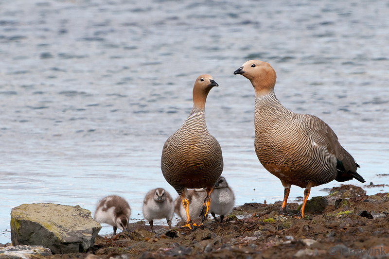Ruddy-headed Goose - Roodkopgans - Chloephaga rubidiceps