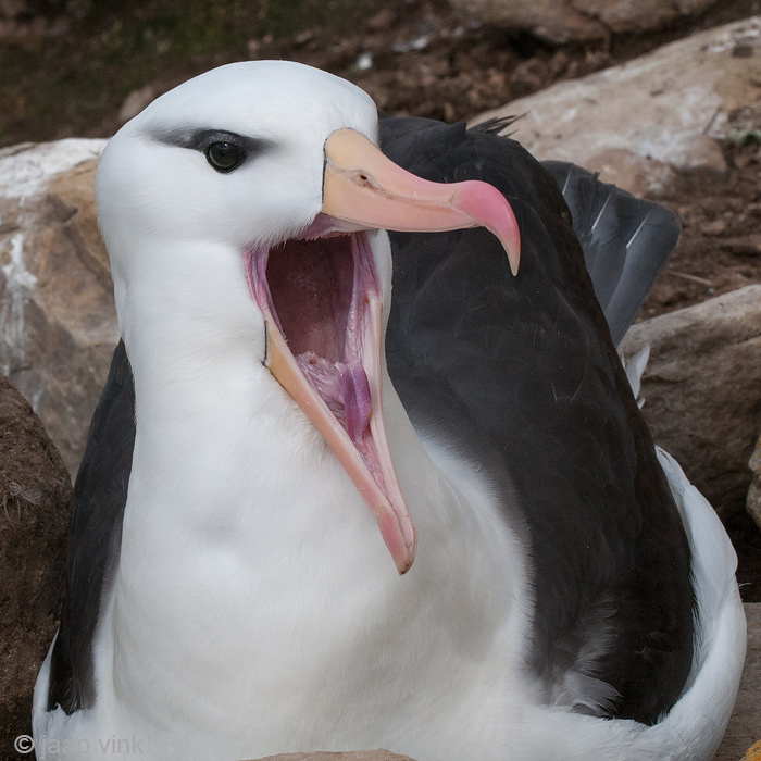 Black-browed Albatross - Wenkbrauwalbatros - Thalassarche melanophris