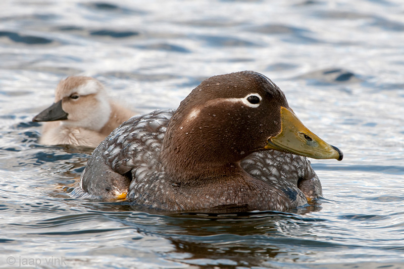 Falkland Flightlesss Steamerduck - Falkland-booteend - Tachyeres brachypterus