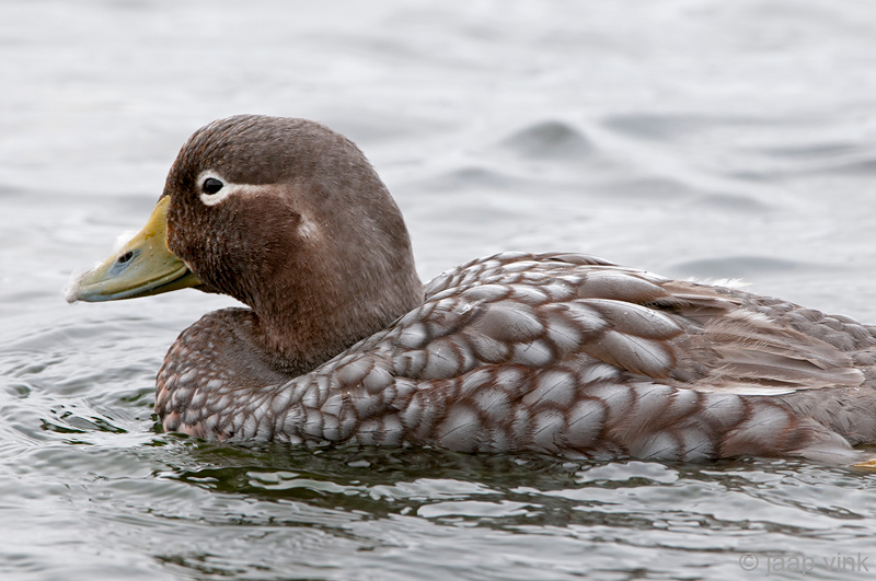 Falkland Flightlesss Steamerduck - Falkland-booteend - Tachyeres brachypterus