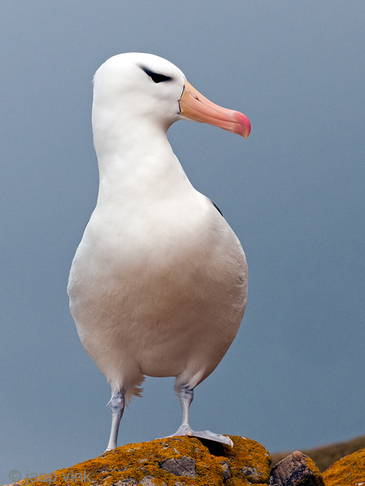 Black-browed Albatross - Wenkbrauwalbatros - Thalassarche melanophris