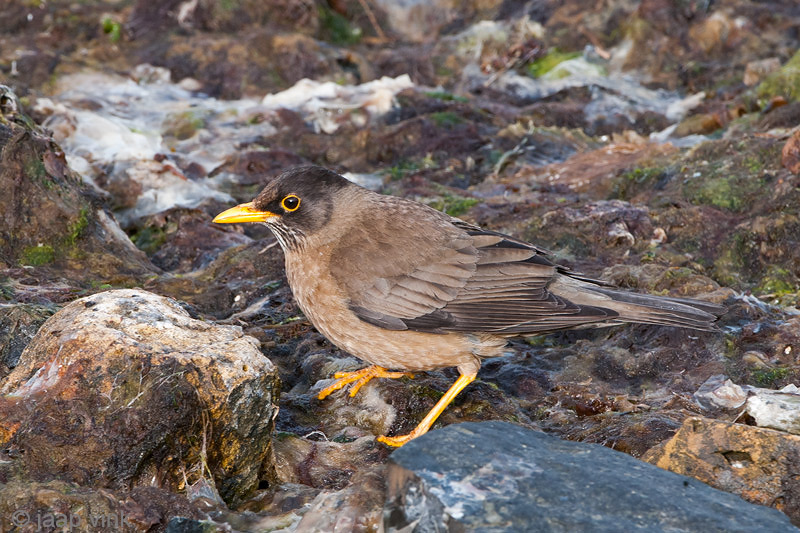 Austral Trush - Magelhaenlijster/Falklandlijster - Turdus falklandii