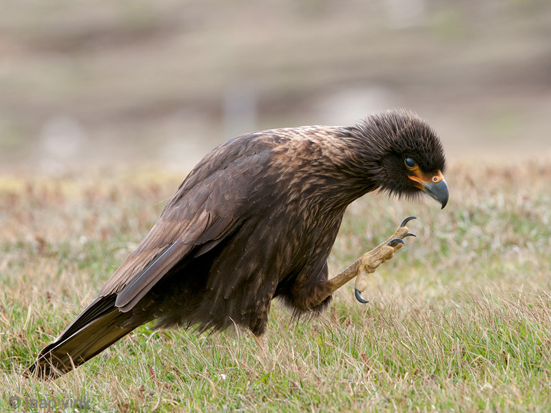 Striated Caracara - Falklandcaracara - Phalcoboenus australis