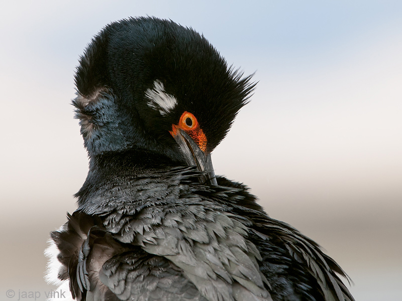 Rock Shag - Magelhaenaalscholver - Phalacrocorax magellanicus