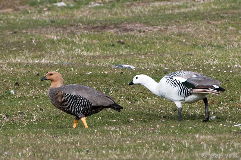 Upland Goose - Magelhaengans - Chloephaga picta