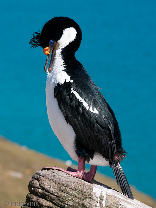 Imperial Shag - Blauwoogaalscholver - Phalacrocorax atriceps