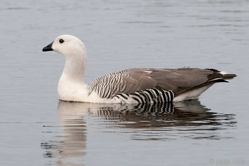 Upland Goose - Magelhaengans - Chloephaga picta