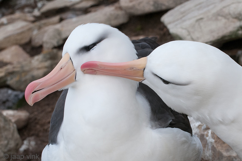 Black-browed Albatross - Wenkbrauwalbatros - Thalassarche melanophris