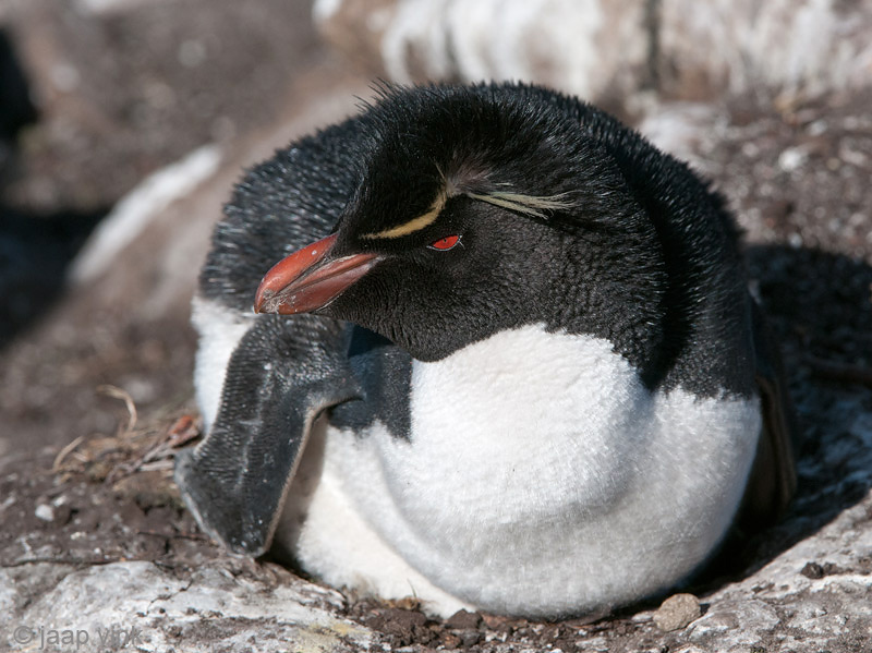 Rockhopper - Geelkuifpingun - Eudyptes chrysocome