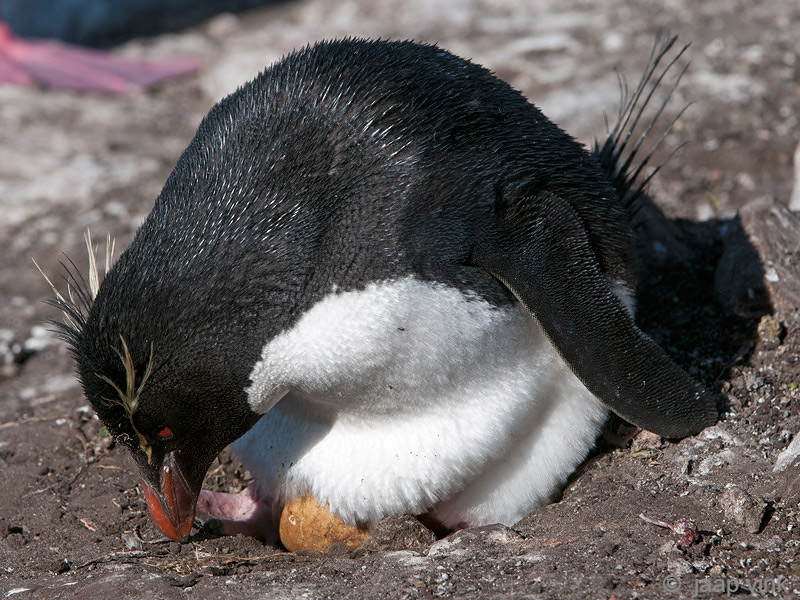 Rockhopper - Geelkuifpingun - Eudyptes chrysocome
