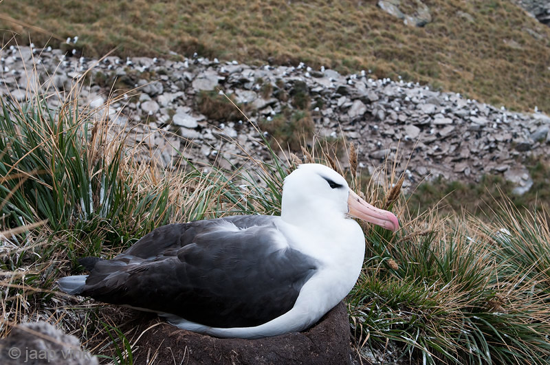 Black-browed Albatross - Wenkbrauwalbatros - Thalassarche melanophris