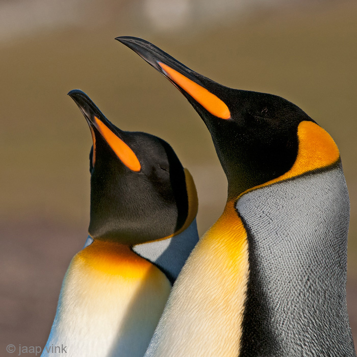 King Penguin - Koningspingun - Aptenodytes patagonicus
