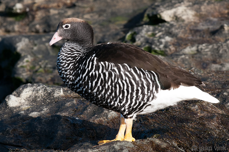 Kelp Goose - Kelpgans - Chloephaga hybrida