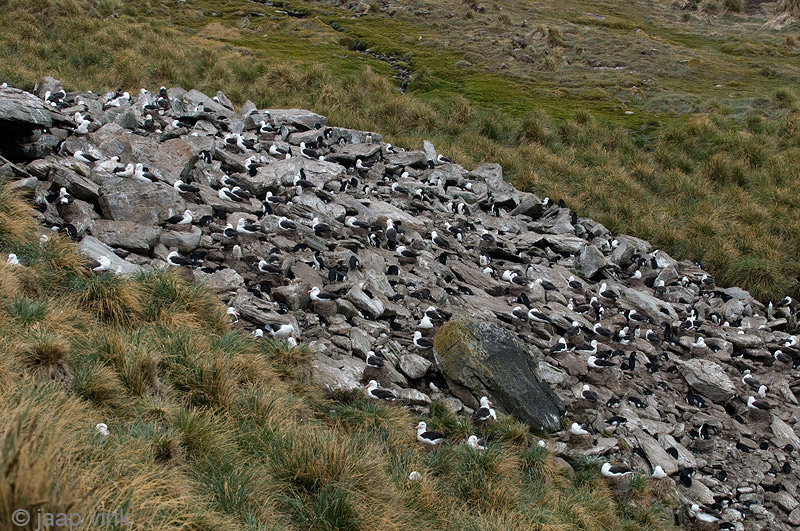 Black-browed Albatross - Wenkbrauwalbatros - Thalassarche melanophris