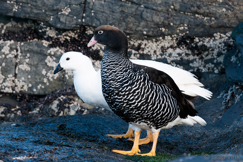 Kelp Goose - Kelpgans - Chloephaga hybrida