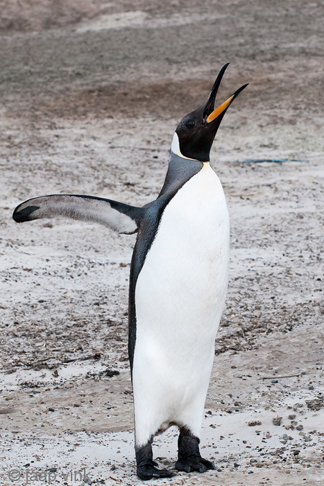 King Penguin - Koningspingun - Aptenodytes patagonicus