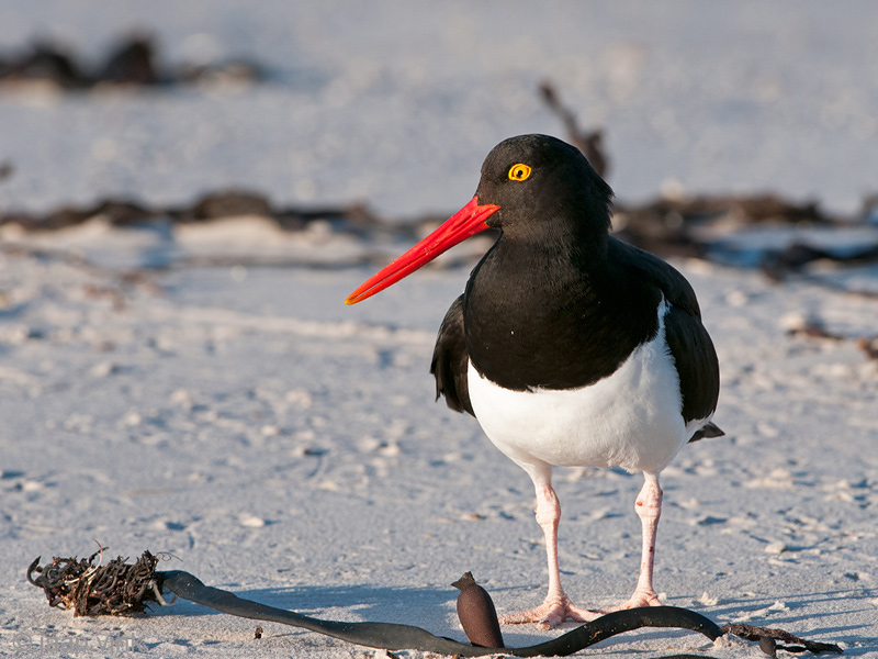 Magellanic Oystercatcher - Magelhaenscholekster - Haematopus leucopodus