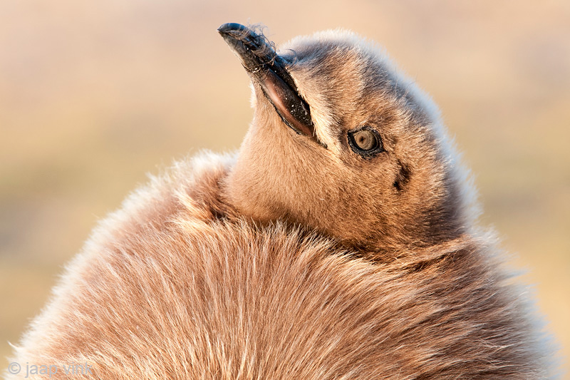 King Penguin - Koningspingun - Aptenodytes patagonicus
