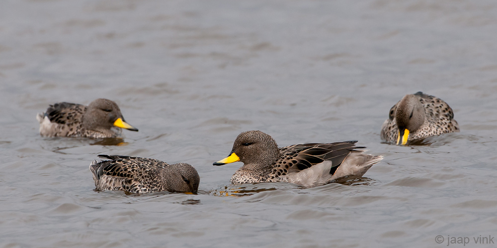 Speckled Teal - Geelsnaveltaling - Anas flavirostris