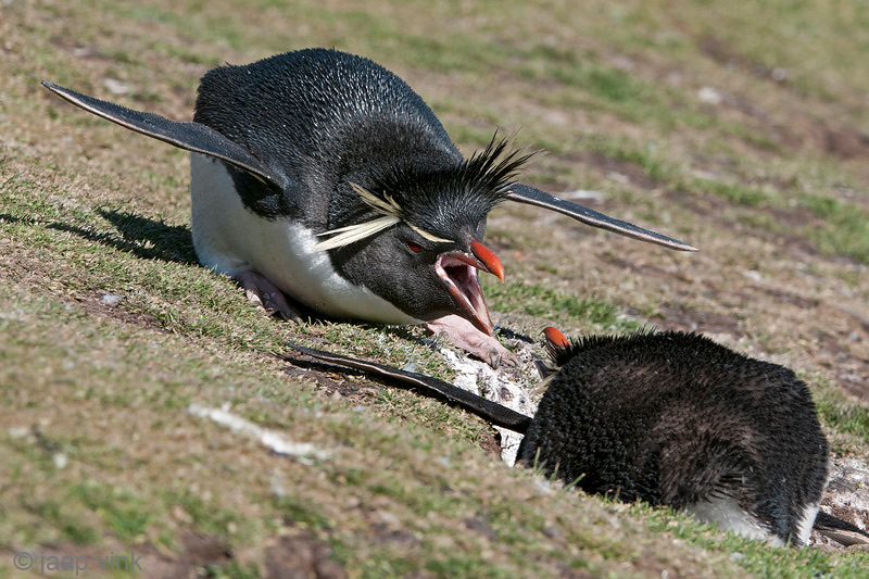 Rockhopper - Geelkuifpingun - Eudyptes chrysocome