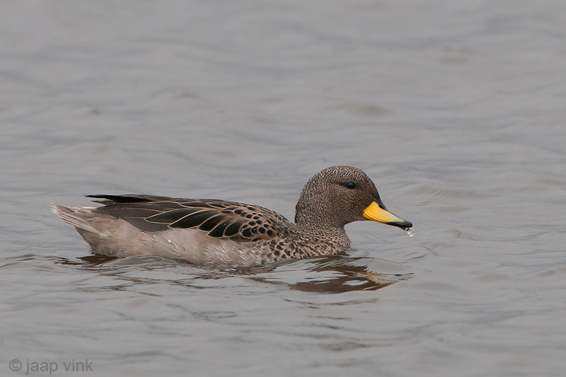 Speckled Teal - Geelsnaveltaling - Anas flavirostris