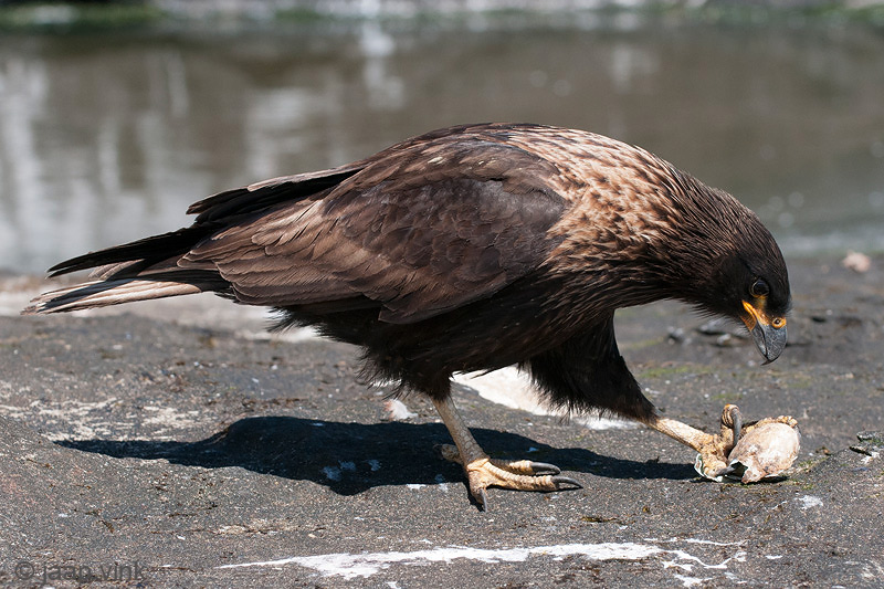 Striated Caracara - Falklandcaracara - Phalcoboenus australis