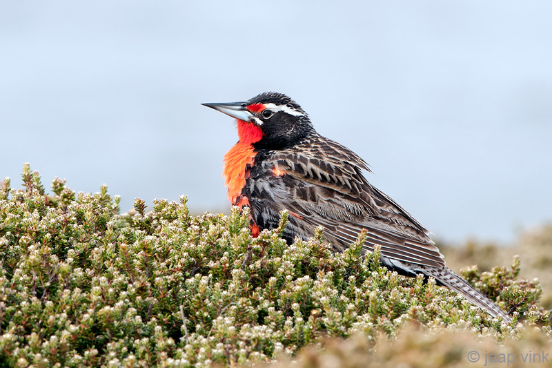 Long-tailed Meadowlark- Grote Weidespreeuw - Sturnella loyca