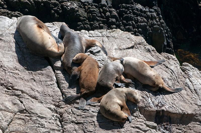 South American Sea Lion - Manenrob - Otaria flavescens