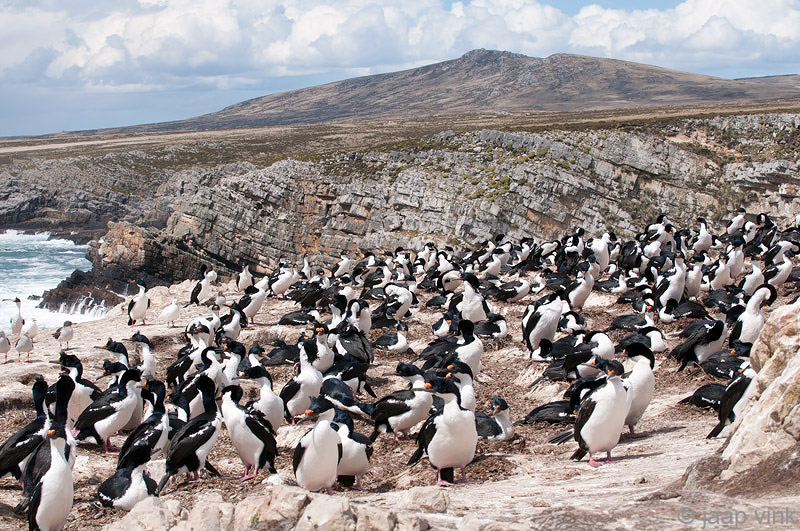 Imperial Shag - Blauwoogaalscholver - Phalacrocorax atriceps