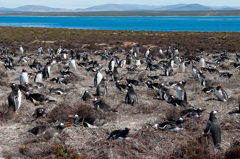 Gentoo Penguin - Ezelspingun - Pygoscelis papua