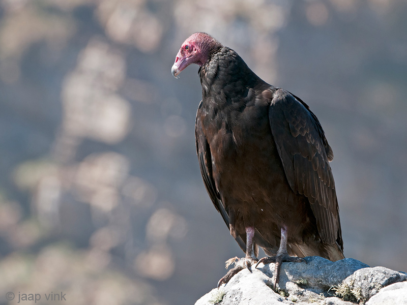 Turkey Vulture - Kalkoengier - Cathartes aura