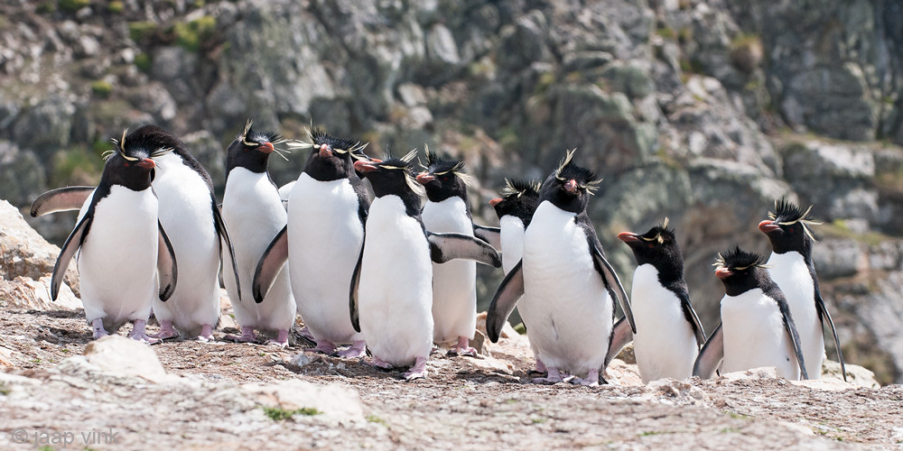 Rockhopper - Geelkuifpingun - Eudyptes chrysocome