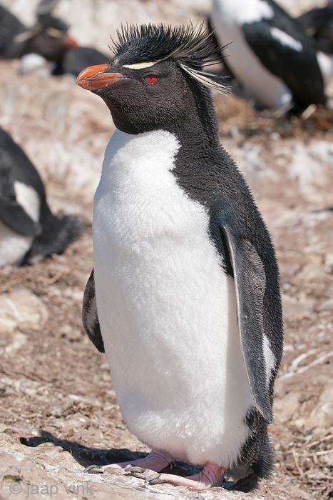 Rockhopper - Geelkuifpingun - Eudyptes chrysocome