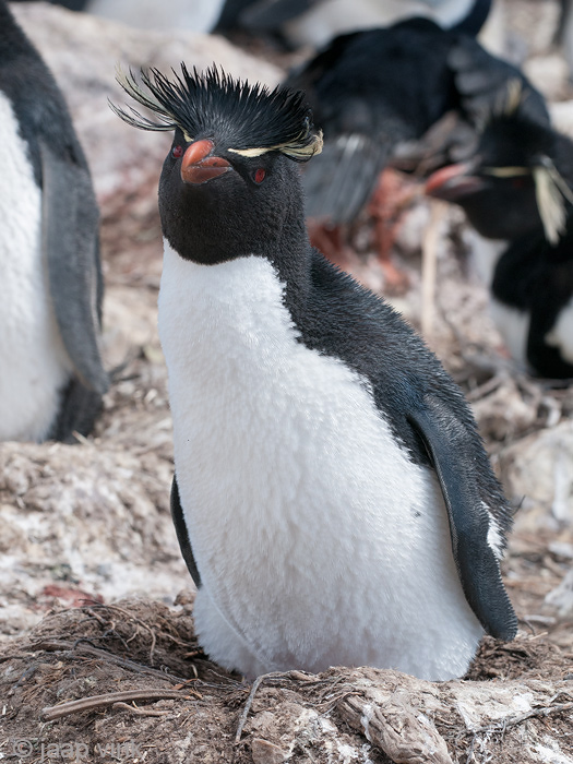 Rockhopper - Geelkuifpingun - Eudyptes chrysocome