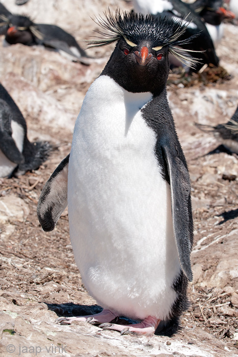 Rockhopper - Geelkuifpingun - Eudyptes chrysocome