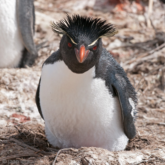 Rockhopper - Geelkuifpingun - Eudyptes chrysocome
