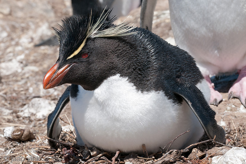 Rockhopper - Geelkuifpingun - Eudyptes chrysocome