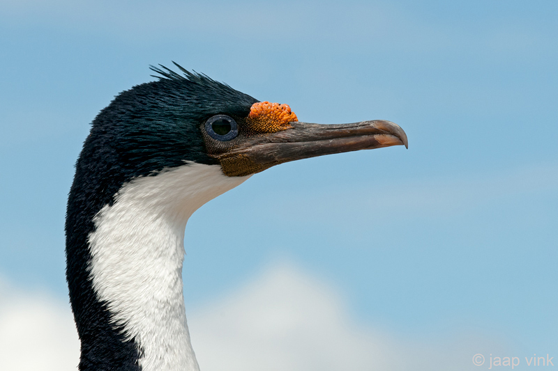 Imperial Shag - Blauwoogaalscholver - Phalacrocorax atriceps