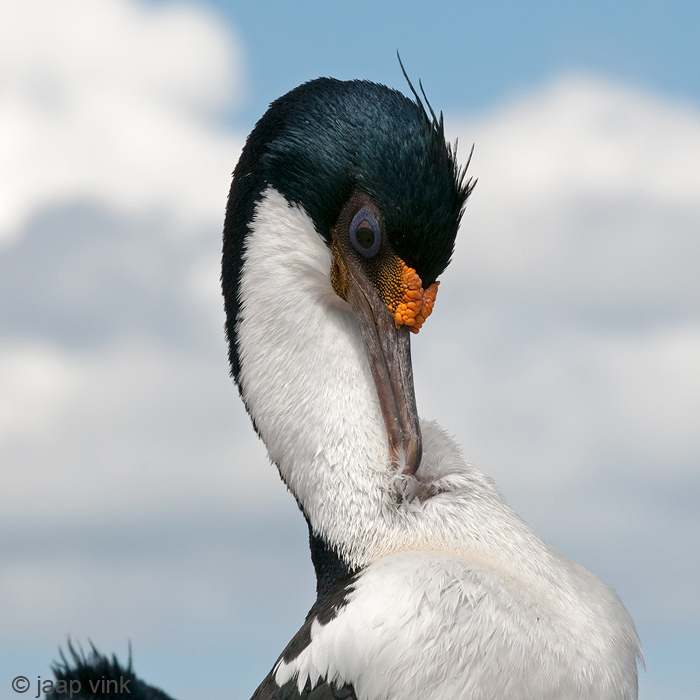 Imperial Shag - Blauwoogaalscholver - Phalacrocorax atriceps