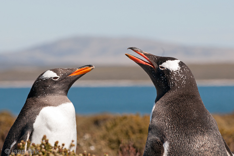 Gentoo Penguin - Ezelspingun - Pygoscelis papua