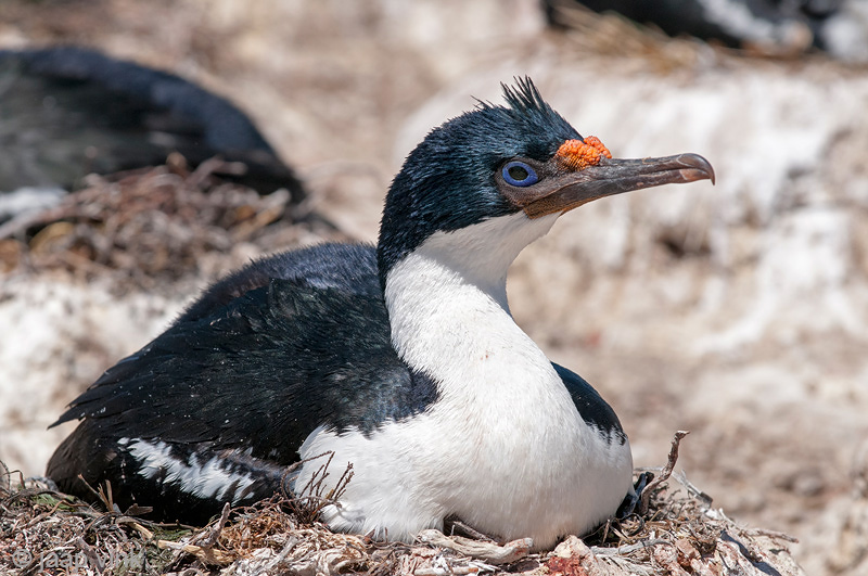 Imperial Shag - Blauwoogaalscholver - Phalacrocorax atriceps