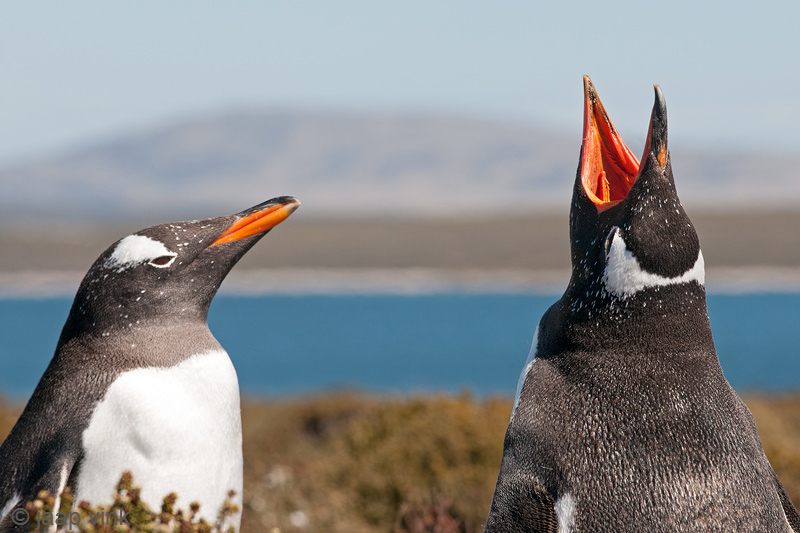 Gentoo Penguin - Ezelspingun - Pygoscelis papua